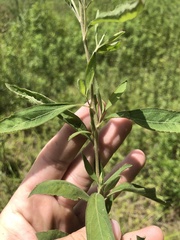 Eupatorium semiserratum