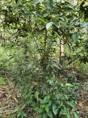 Glycosmis trifoliata