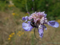 Divales bipustulatus