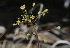 Cleomella parviflora