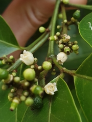 Glycosmis trifoliata