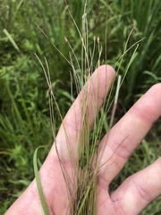 Eleocharis tenuis verrucosa