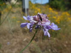 Divales bipustulatus