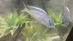 Buccochromis spectabilis