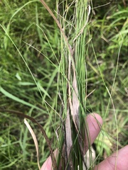 Eleocharis tenuis verrucosa