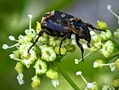 Valgus canaliculatus