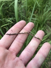 Eleocharis tenuis verrucosa