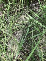 Eleocharis tenuis verrucosa