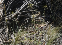 Cleomella parviflora