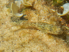 Bathygobius cocosensis