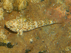 Bathygobius cocosensis
