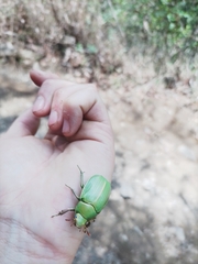 Chrysina laniventris
