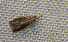 Catoptria verellus