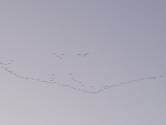 Pelecanus erythrorhynchos