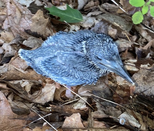 Belted Kingfisher photographed in Pennsylvania