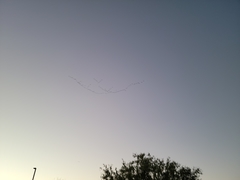 Pelecanus erythrorhynchos