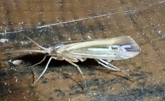 Limnephilus ornatus
