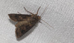 Agrotis clavis