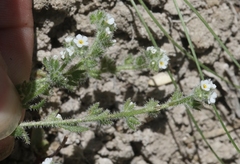 Plagiobothrys parishii