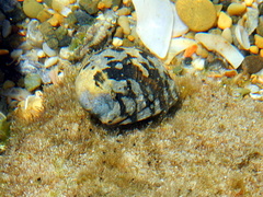 Nerita albicilla