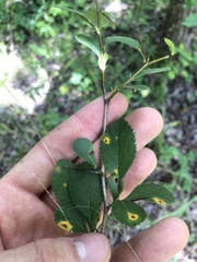 Crataegus berberifolia