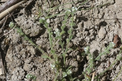 Plagiobothrys parishii