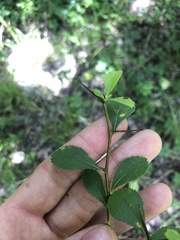 Crataegus berberifolia