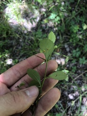 Crataegus berberifolia