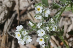 Plagiobothrys parishii