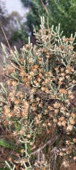 Olearia lepidophylla