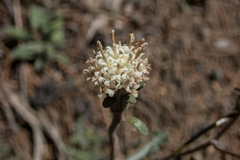 Chaenactis douglasii douglasii