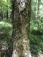 Ulmus serotina