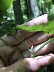 Carya myristiciformis