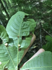 Carya myristiciformis