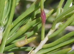 Protaplonyx sarcobati