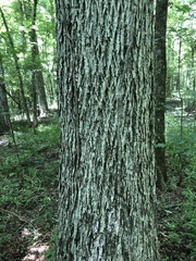 Carya myristiciformis