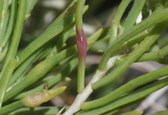 Protaplonyx sarcobati