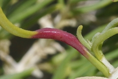 Protaplonyx sarcobati