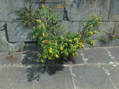 Hypericum hircinum