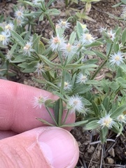 Galium serpenticum