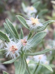 Galium serpenticum