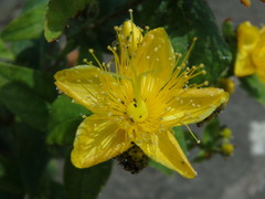Hypericum hircinum
