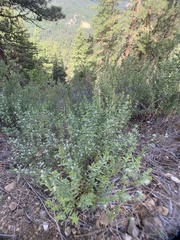 Galium serpenticum