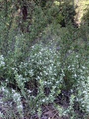 Galium serpenticum
