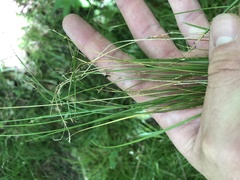 Carex socialis