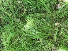 Carex socialis