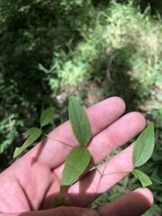 Clematis pitcheri pitcheri