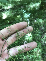 Festuca paradoxa
