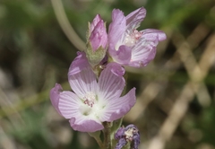 Sidalcea covillei