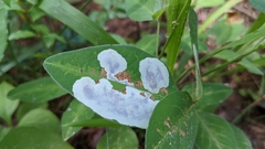 Porphyrosela minuta